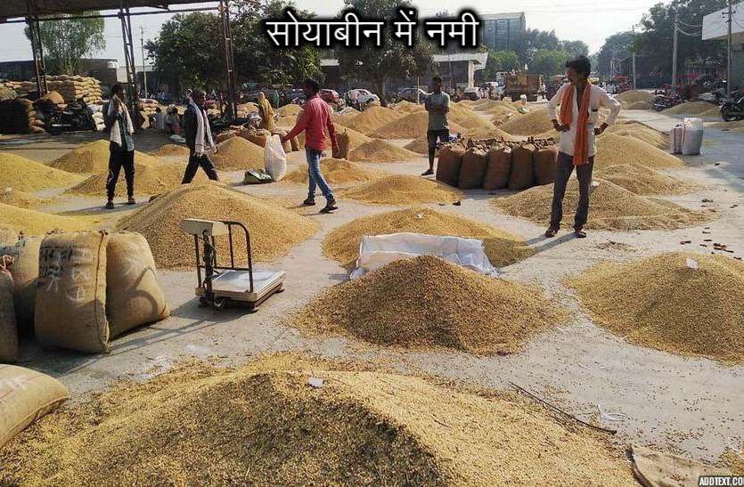 7 thousand bags new soybean arrivals 7 हजार बोरी नई सोयाबीन की आवक