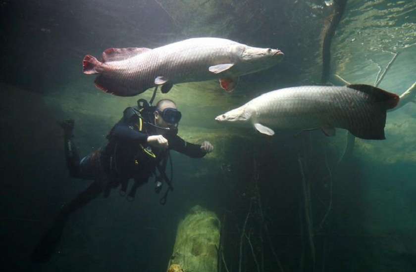 bizarre_fish.jpg