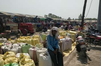 20 thousand quintals arrived in Mandi, farmers survived despite auctio मंडी में 20 हजार क्विंटल की आवक, भीड़ ऐसी की देर रात तक नीलामी के बावजूद बच गए किसान