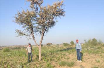 The robbery attack of greenery from desert in Nagaur नागौर में रेगिस्तानी से आए हरियाली के लुटेरोंका हमला