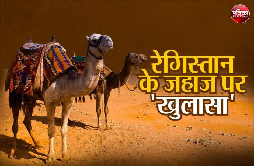 photo6145170299117742494.jpg राजस्थान में ऊंटों की संख्या पर हुआ बड़ा खुलासा, जानकार हर कोई हैरान