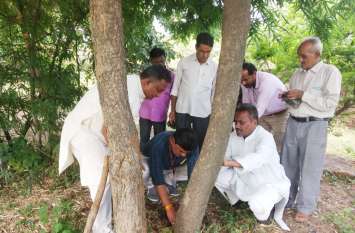 Gilloy plant planting social workers in city to save from disease plantation: समाजसेवी शहर में रोप रहे ऐसे पौधे जिससे दूर हो जाएगी बुखार सहित संक्रामक बीमारियां