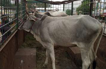 After the accident, cattle are now being sent to the cowshed हादसे के बाद अब मवेशियों को भेजा जा रहा गौशाला