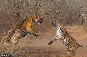 Rajasthan Royal Toiger Corridor missing in files रियासतकालीन घर की तलाश में इंसानों से भिड़ रहे राजस्थान के बाघ, नहीं हो सका कॉरिडोर का सपना साकार