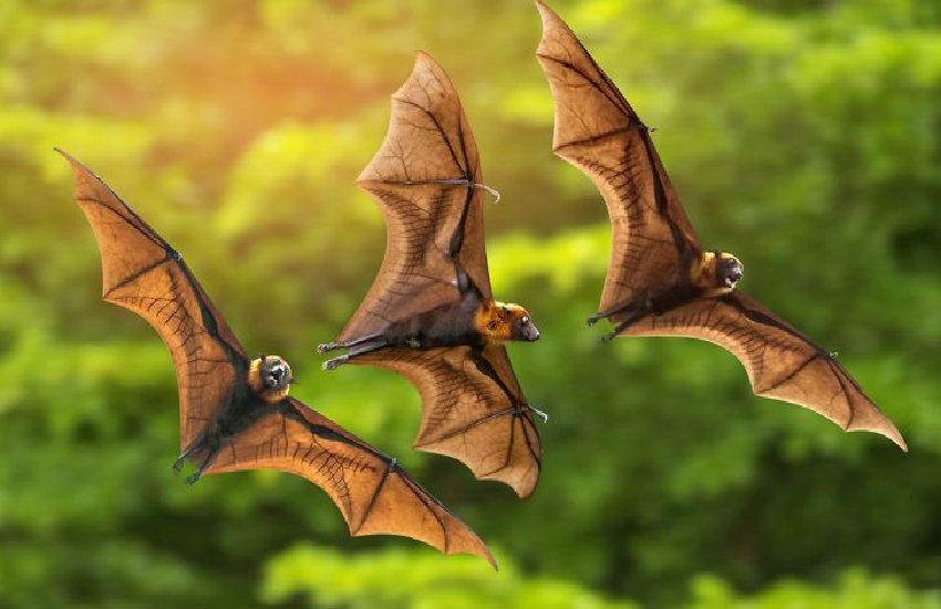 bat1.png