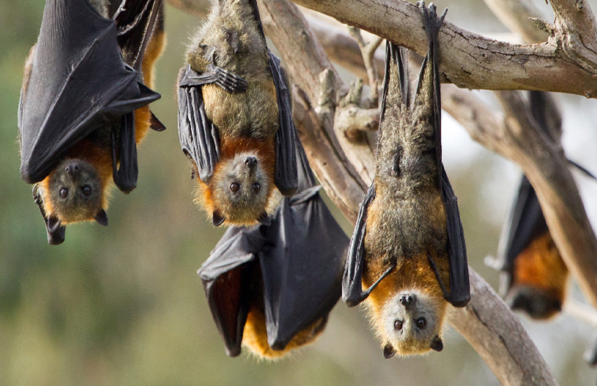 bat2.png