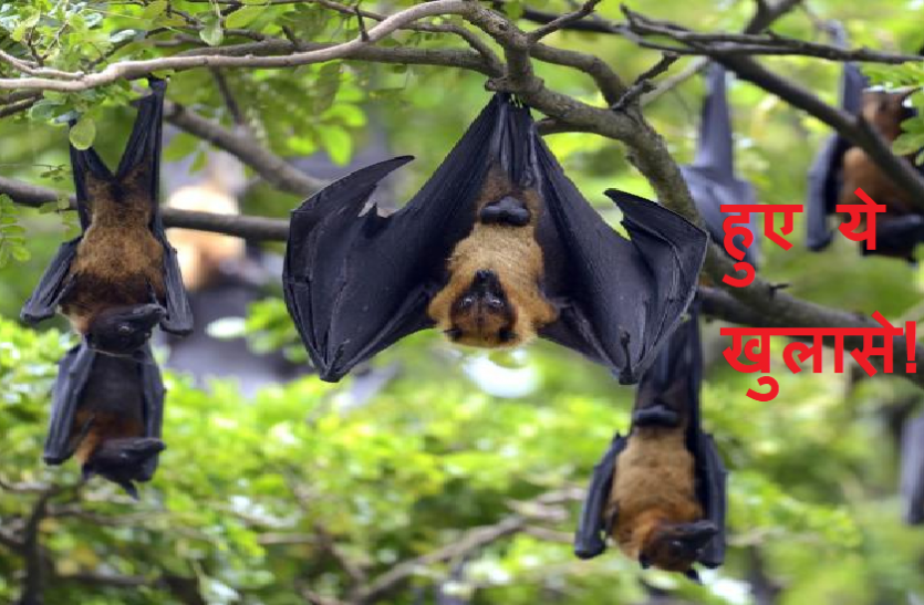 bat रिसर्च में हुए चौंकाने वाले ये बड़े खुलासे, चमगादड़ सोने-खाने से लेकर हर बात पर करते हैं ये काम