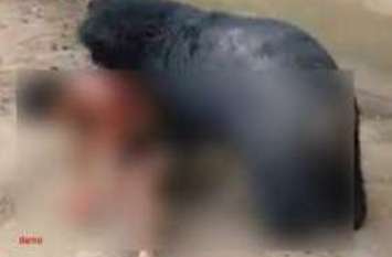 Bear attack: Young man injured in bear attack भालू ने किया हमला तो भागने लगा घायल युवक, दौड़ाता रहा भालू, फिर अचानक हो गया ये हादसा