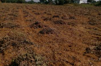 Weather : Jaipur district Hail with rain, farmers worried Rain : जयपुर जिले में बारिश के साथ ओलावृष्टि, किसान चिंतित