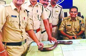 महिला बैग में लेकर जा रही थी पांच करोड़ का दो मुंहा सांप, पकड़ा महिला बैग में लेकर जा रही थी पांच करोड़ का दो मुंहा सांप, पकड़ा