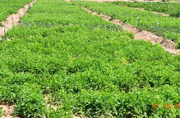 Farmers started rabi sow as soon as soybean was released सोयाबीन से फुरसत होते ही किसानों ने शुरू की रबी की बोवनी