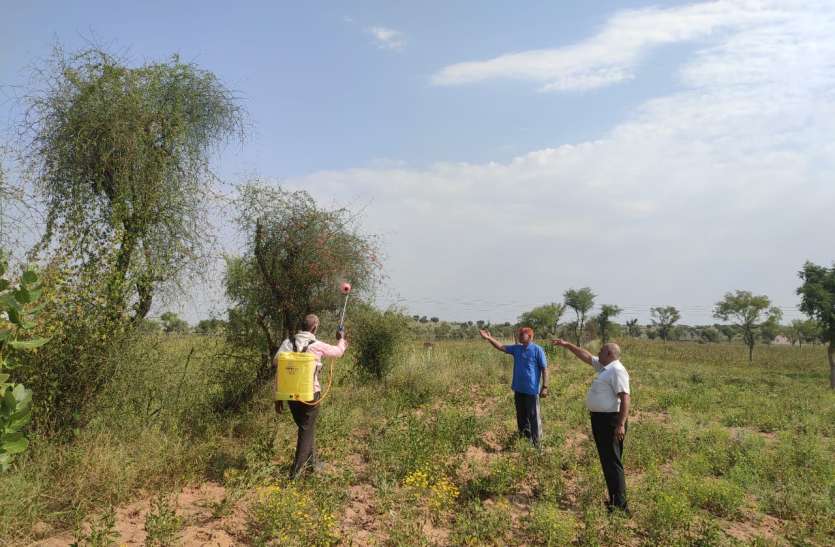 Eighty percent of the villages claimed to kill locusts गांवों में से अस्सी प्रतिशत टिड्डियों को मारने का किया दावा