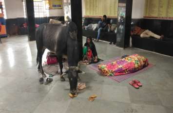 Travelers live here in panic due to bull यहां सांड के कारण दहशत में रहते हैं यात्री, पढ़ें खबर