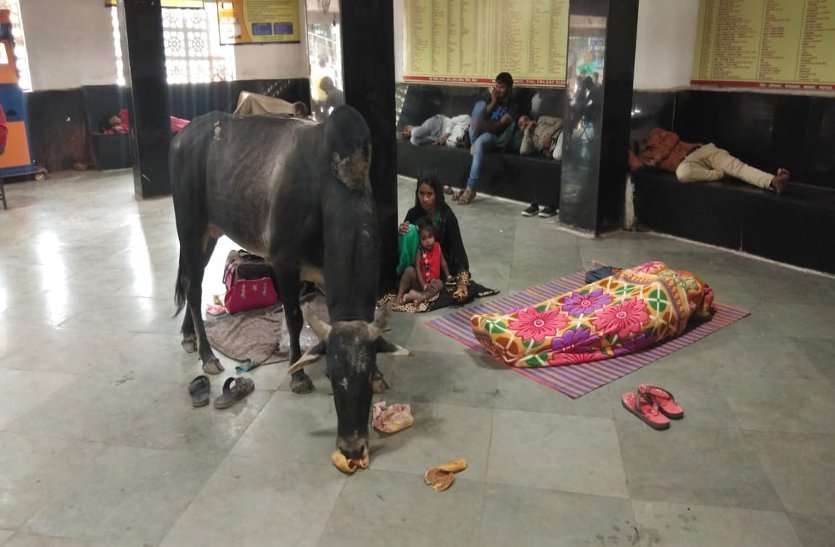 Travelers live here in panic due to bull यहां सांड के कारण दहशत में रहते हैं यात्री, पढ़ें खबर