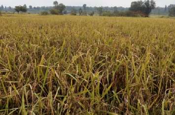 The weather disrupting the food of the food provider अन्नदाता के अन्न में खलल डाल रहा मौसम