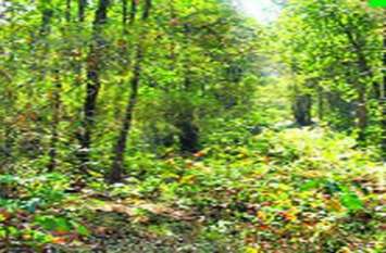 Preparation for another city forest in Bichauli masculine बिचौली मर्दाना में एक और सिटी फॉरेस्ट की तैयारी