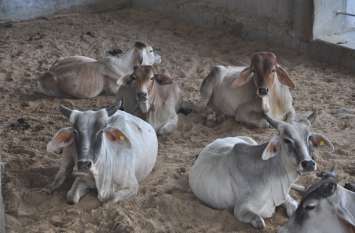 Only 44 veterinarians on 54 lakh animals 54 लाख पशुओं पर केवल 44 पशु चिकित्सक!