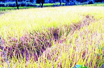 Seeing the rain, farmers are forced to do machine harvesting बारिश को देखते हुए मजबूरी में मशीन से कटाई करा रहे किसान