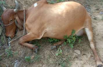 Cow dies due to electric current झूल रही बिजली लाइन के करंट से गाय की मौत