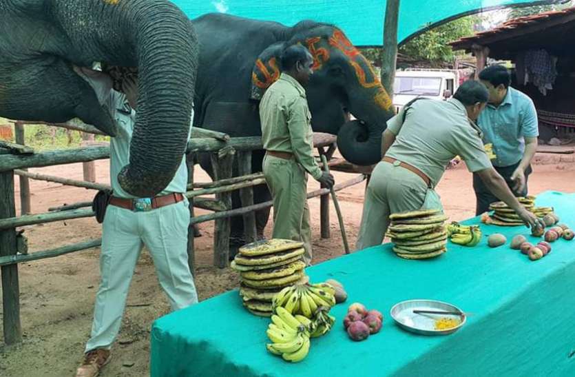 जानें क्यों की गई हाथियों की आवभगत, खिलाया मनपसंद खाना जानें क्यों की गई हाथियों की आवभगत, खिलाया मनपसंद खाना