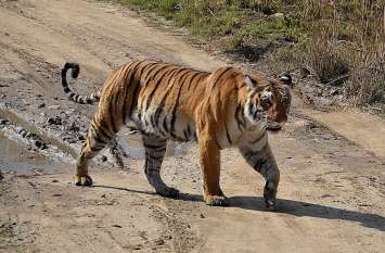 Pesticide killed tiger कीटनाशक से हुई बाघ की मौत