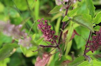 Kartik Maas: do tulsi plant tips on monday कार्तिक माह का सोमवार: तुलसी के 5 पत्तों से दूर होगा दुर्भाग्य