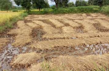 Farmers worried due to crop failure due to rain बे मौसम बारिश से फसल हुई बर्बाद किसान के चेहरे चिंतित