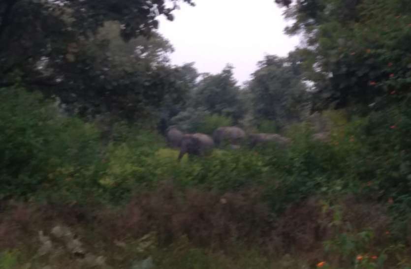 MP A group of elephants returned to Chhattisgarh's forest border cross मप्र. की वन सीमा लांघ वापस छत्तीसगढ़ लौटा हाथियों का दल