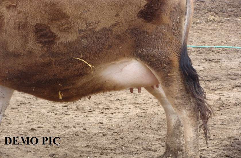 cow.jpg