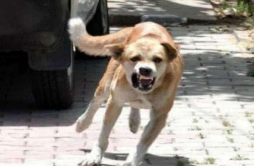 dog_1.jpg आवारा कुत्तों से परेशान हाे गए महानगरवासी, सरकार से लगाई गुहार