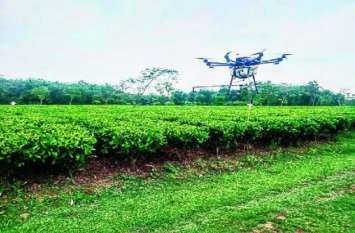 Drone will be sprayed in Assam's tea gardens असम के चाय बागानों में ड्रोन से होगा दवा का छिड़काव
