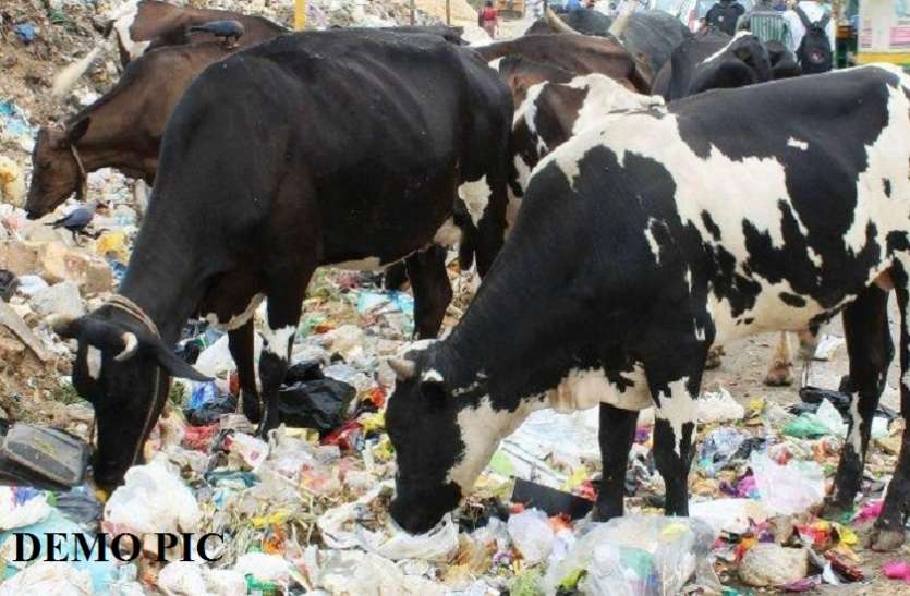 feature.jpg गाय के पेट से निकली चौंकाने वाली चीज़ें, पाचन तंत्र प्लास्टिक कचरे से भरा था