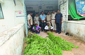 Cannabis Plant Seized: Man arrested by Police on Complaint काफी दिनों से पुलिस को मिल रही थी शिकायत, दी दबिश तो एक एक कर मिलता गया गांजा का इतना सारा पेड़