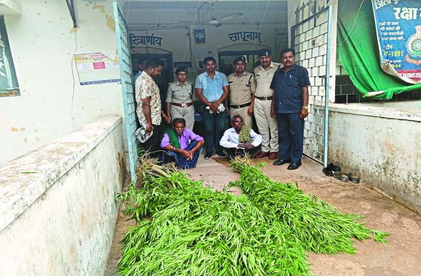 काफी दिनों से पुलिस को मिल रही थी शिकायत, दी दबिश तो एक एक कर मिलता गया गांजा का इतना सारा पेड़ काफी दिनों से पुलिस को मिल रही थी शिकायत, दी दबिश तो एक एक कर मिलता गया गांजा का इतना सारा पेड़