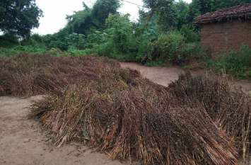 The rain from the sky, the crop kept in the barn was spoiled आसमान से आफत की बारिश, खलिहान में रखी फसल हुई खराब