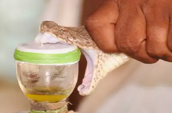 Three companies offered to take licenses to extract snake venom सांपों का जहर निकालने तीन कंपनियों ने लाइसेंस लेने दिए प्रस्ताव