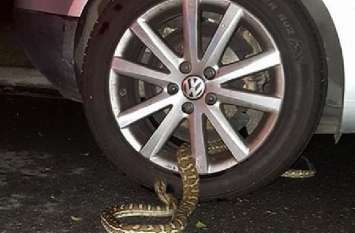 Bjp leader of jharkhand, get shocked seeing python in his car बीजेपी नेता की गाड़ी से निकला अजगर, बाल-बाल बची जान