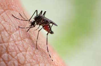 Dengue sting continues, this year the figure crossed 5 hundred डेंगू का डंक जारी, इस साल 5 सौ पार पहुंचा आंकड़ा