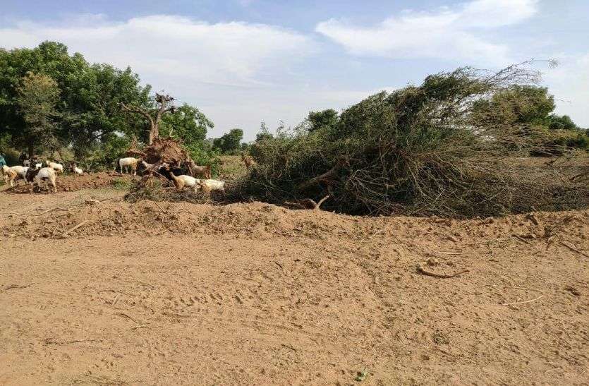 Thousand Trees Cutting On Delhi Mumbai Corridor Highway In Rajasthan महाराष्ट्र में आरे जंगल की कटाई के बाद राजस्थान में यहां विकास के नाम पर बिना अनुमति काटे हजारों पेड़, जंगल हुआ साफ
