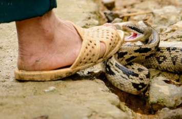 Fourth class employee looking at unconscious marriage with snake bite सर्पदंश से अचेत विवाहिता को देख चतुर्थ श्रेणी कर्मचारी- बोला यहां कोई नहीं, ब्यावर ले जाओ