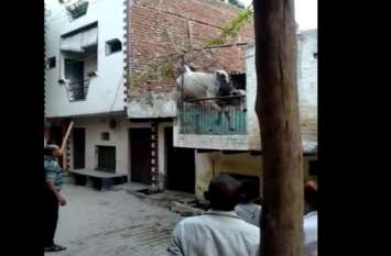 bull suddenly climbed on the roof of the house, after a lot of hard w सीढ़ियां चढ़ कर घर की छत पर पहुंच गया सांड, देखें वीडियो