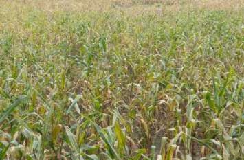 Kharif crop wasted 8 एकड़ में सोयाबीन की फसल पर खर्च हुए 80 हजार रुपए, उपज मिली महज 11 क्ंिवटल