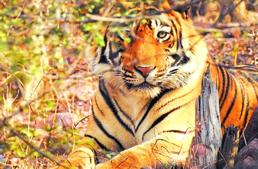 tiger धमतरी: बाघ को खेत पर घूमता देख दहशत में आए लोग, दो दिनों से चलाया जा रहा सर्चिंग अभियान