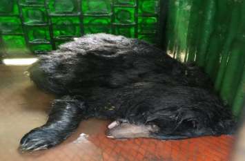 pwd SDO campus into rammed bears लोनिवि एसडीओ परिसर में घुसा भालू, रायपुर से पहुंची टीम, बेहोश कर पकड़ा