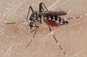 Dengue mosquito continues to sting villagers, hospital reaches eight i ग्रामीणों को लगातार डंक मार रहे हैं डेंगू का मच्छर, पांच दिनों में आठ पहुंच अस्पताल