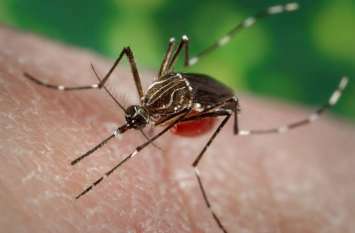 9 more dengue patients were found in the city, but the officer was neg शहर में डेंगू के 9 मरीज और मिले, लेकिन अधिकारी लापरवाह, मंत्री का आदेश भी नहीं माना