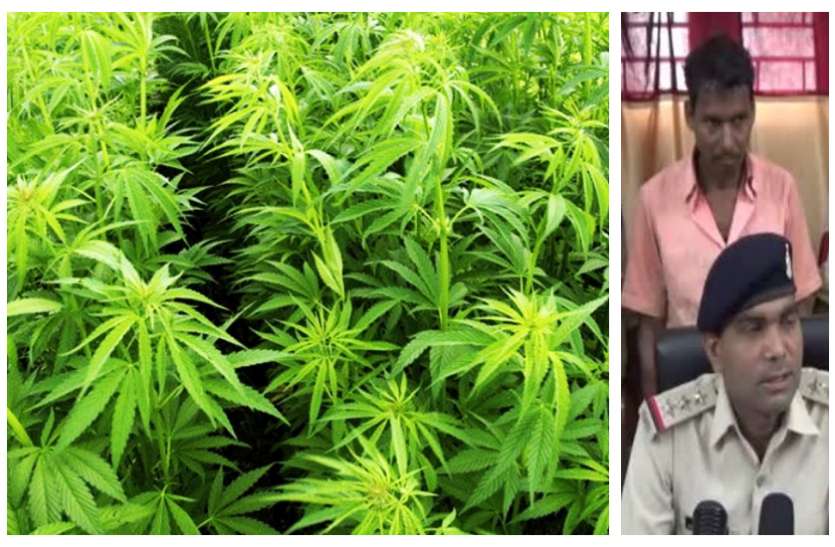 ये किसान करने लगा गांजे की खेती, पता चला तो नज़ारा देख उड़े पुलिस के होश ये किसान करने लगा गांजे की खेती, पता चला तो नज़ारा देख उड़े पुलिस के होश