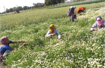 Here farmers made such an experiment that they became rich यहां किया किसानों ने ऐसा प्रयोग कि हो गए मालामाल