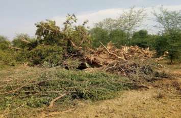 The administration was awake by then the ax on the greenery प्रशासन जागा तब तक चल चुकी थी हरियाली पर कुल्हाड़ी