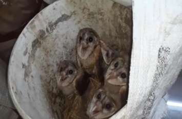 diwali par ullu ke totke, Police arrested two owl smugglers Diwali पर लक्ष्मी की कृपा के लिए इस दुर्लभ पक्षी की बलि चढा़ते हैं लोग, पुलिस ने किया चौंकाने वाला खुलासा